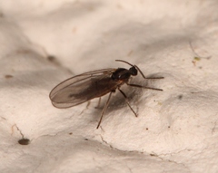 Micromyinae