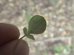 Pseudopanax chathamicus