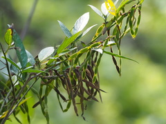 Ohwia caudata