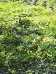 Ohwia caudata
