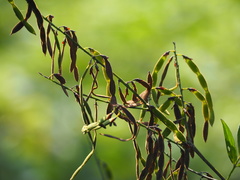 Ohwia caudata