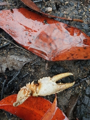 Euastacus australasiensis