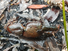 Euastacus australasiensis