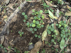 Pseudopanax chathamicus