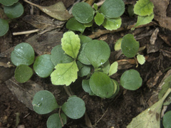 Pseudopanax chathamicus