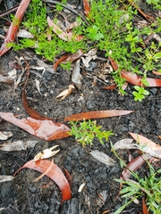 Euastacus australasiensis