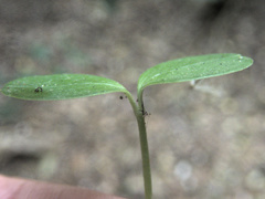 Pseudopanax chathamicus