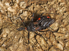 Austrarcesius bicolor