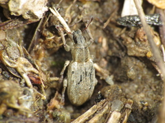 Sitona discoideus