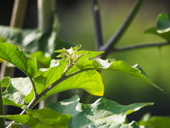 Solanum violaceum