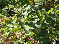Solanum violaceum