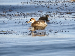 Rollandia microptera