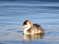 Rollandia microptera