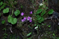 Primula matthioli altaica