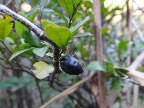 Diospyros vaccinioides