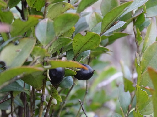 Diospyros vaccinioides