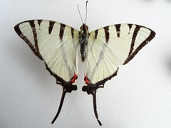 Protographium epidaus