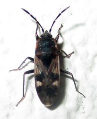 Lanchnophorus singalensis