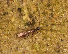 Wachsmannia spathiiformis