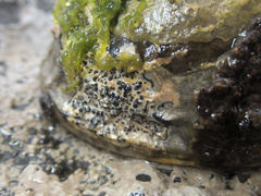 Collemopsidium ostrearum