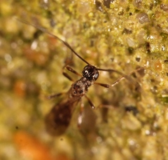 Wachsmannia spathiiformis