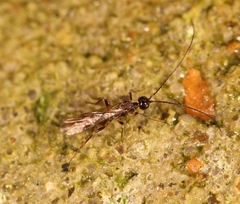 Wachsmannia spathiiformis