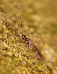 Wachsmannia spathiiformis