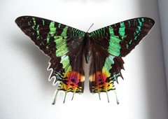 Chrysiridia rhipheus