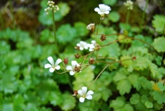 Micranthes nelsoniana aestivalis