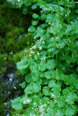 Micranthes nelsoniana aestivalis
