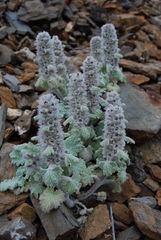 Lagopsis marrubiastrum