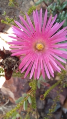 Lampranthus laxifolius