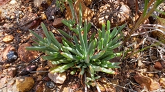 Lampranthus laxifolius