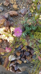 Lampranthus laxifolius