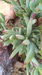 Lampranthus laxifolius