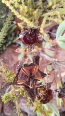 Lampranthus laxifolius