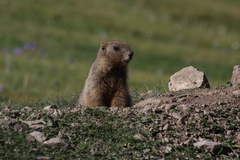 Marmota baibacina