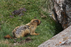 Marmota baibacina