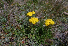 Patrinia sibirica