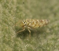 Eupteryx melissae