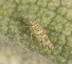 Eupteryx melissae