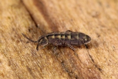 Isotomurus pseudopalustris