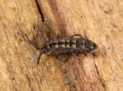 Isotomurus pseudopalustris