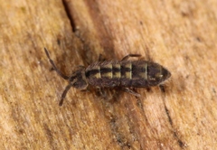 Isotomurus pseudopalustris
