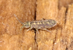 Isotomurus pseudopalustris