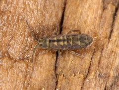 Isotomurus pseudopalustris