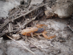 Olivierus martensii