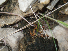 Olivierus martensii