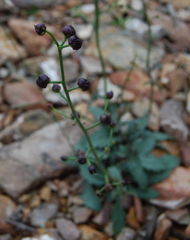 Scrophularia incisa