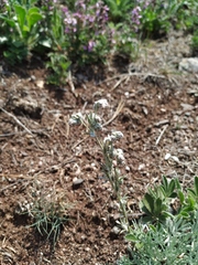 Artemisia alpina